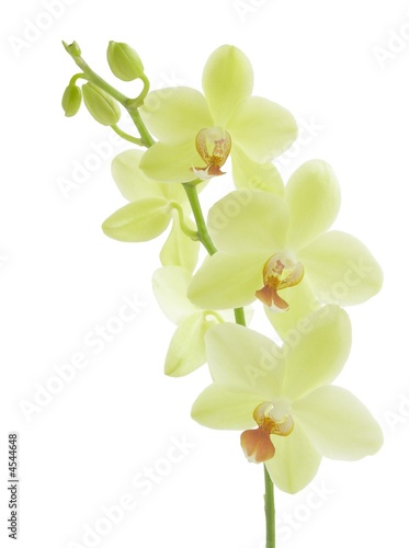 bunch of yellow orchid flowers