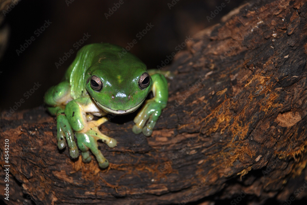 Frosch Frosch