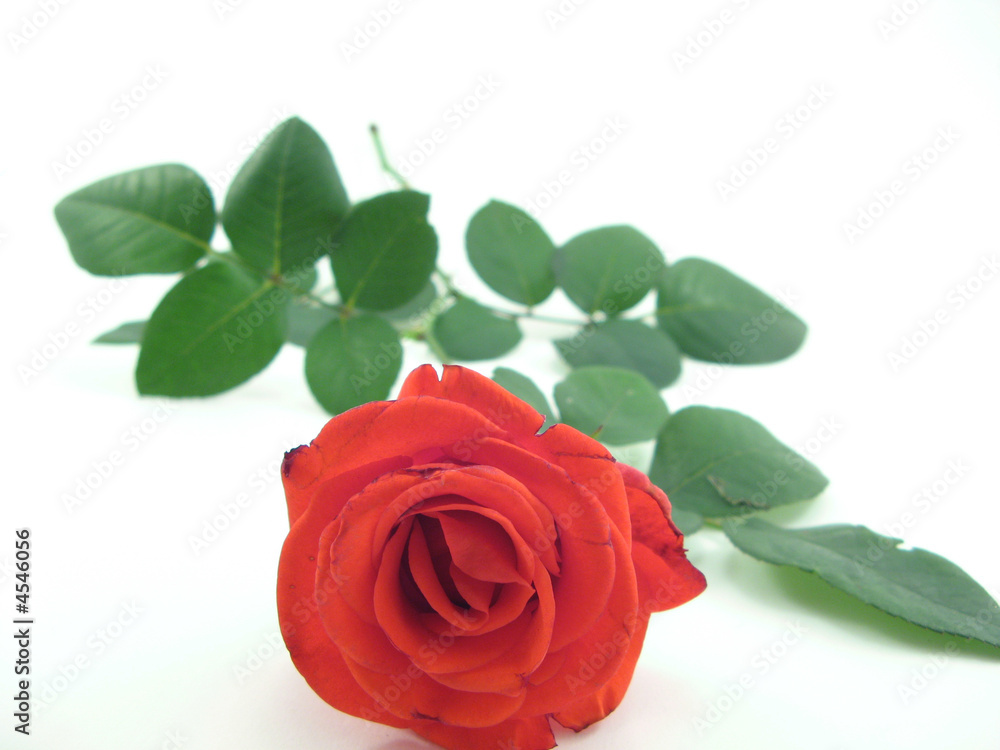 rose rose