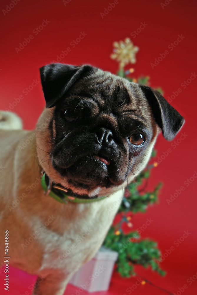 Pug in front of a Christmas tree
