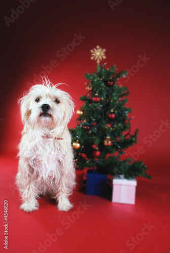 Dog next to Christmas tree © Damien Richard