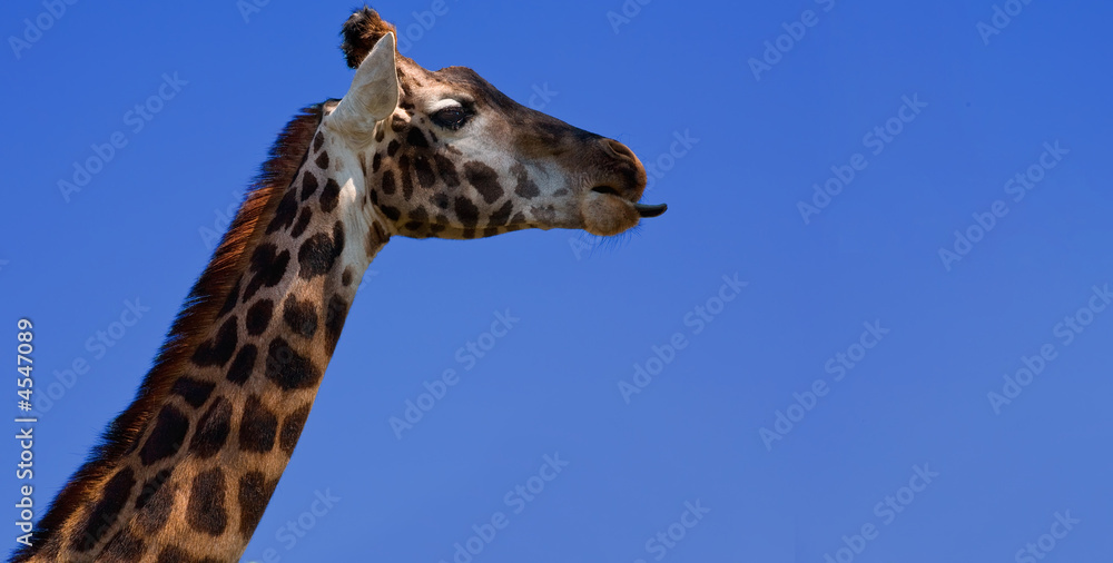 Giraffe Giraffe