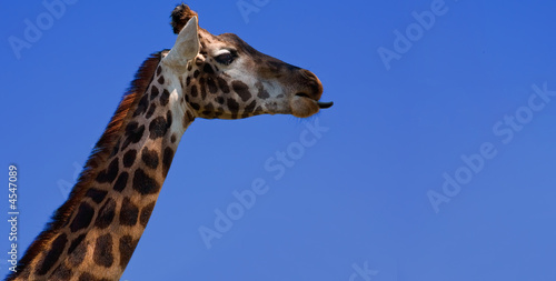 Giraffe