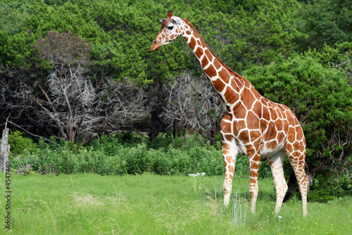 Giraffe photo