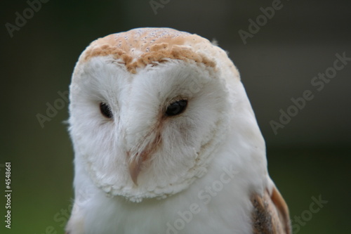 Barn owl