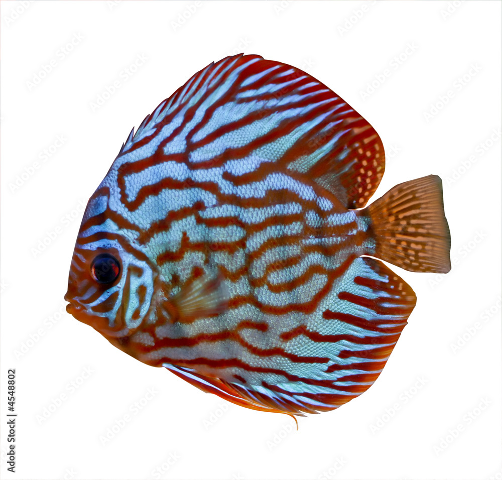 colorful tropical discus fish