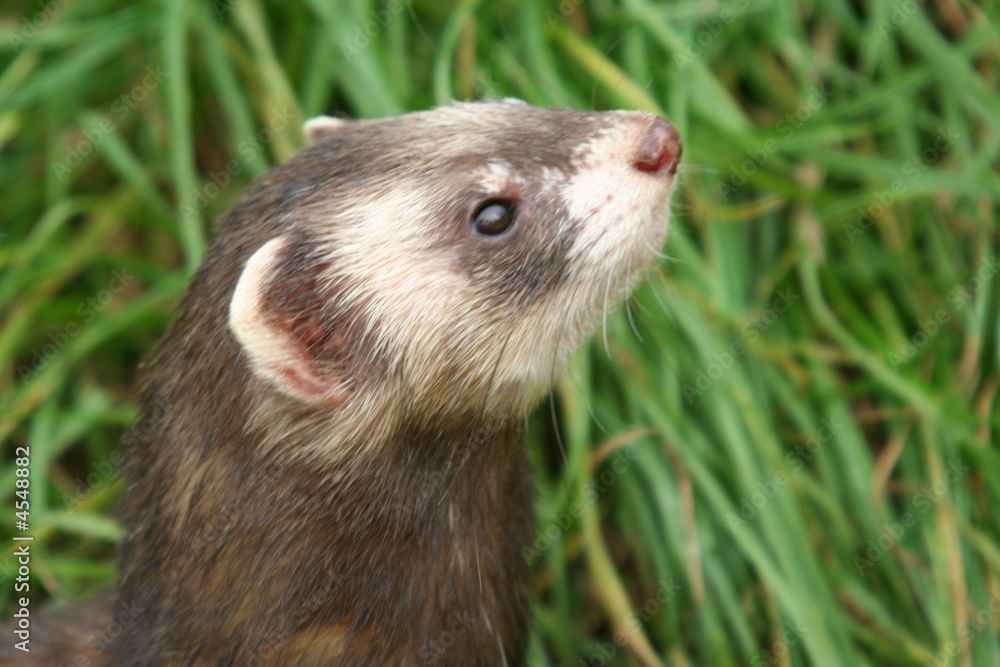 Polecat
