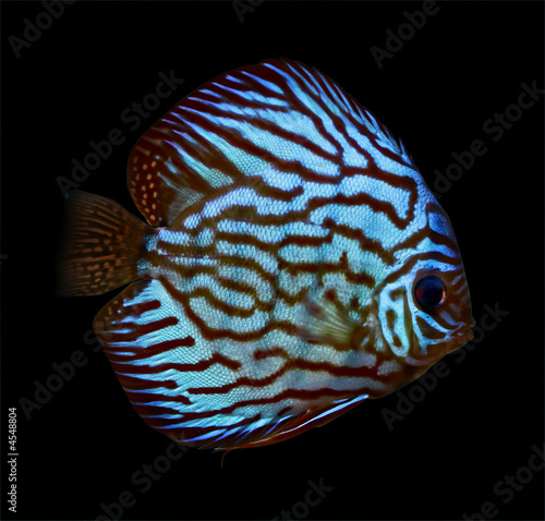 colorful tropical discus fish