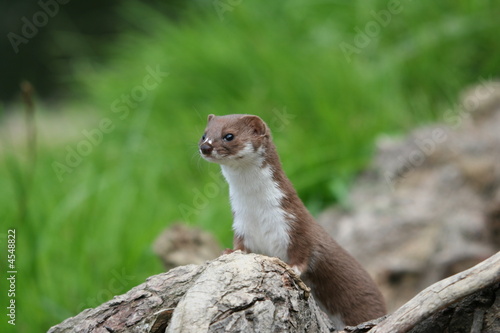 Weasel