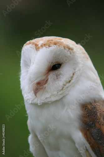 Barn Owl