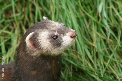 Polecat