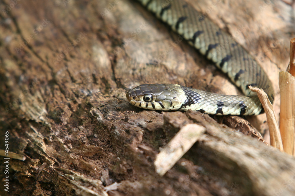 Grass Snake Grass Snake