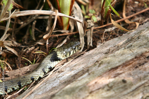 Grass Snake