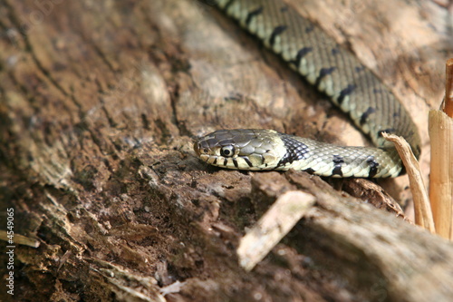 Grass Snake