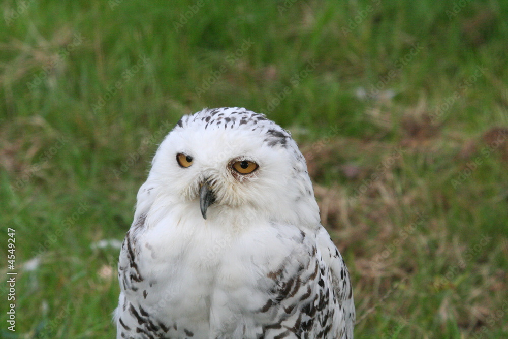 Fototapeta premium Snowy Owl