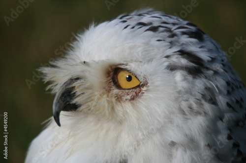 Snowy Owl