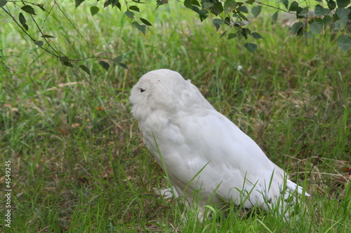 Snowy Owl