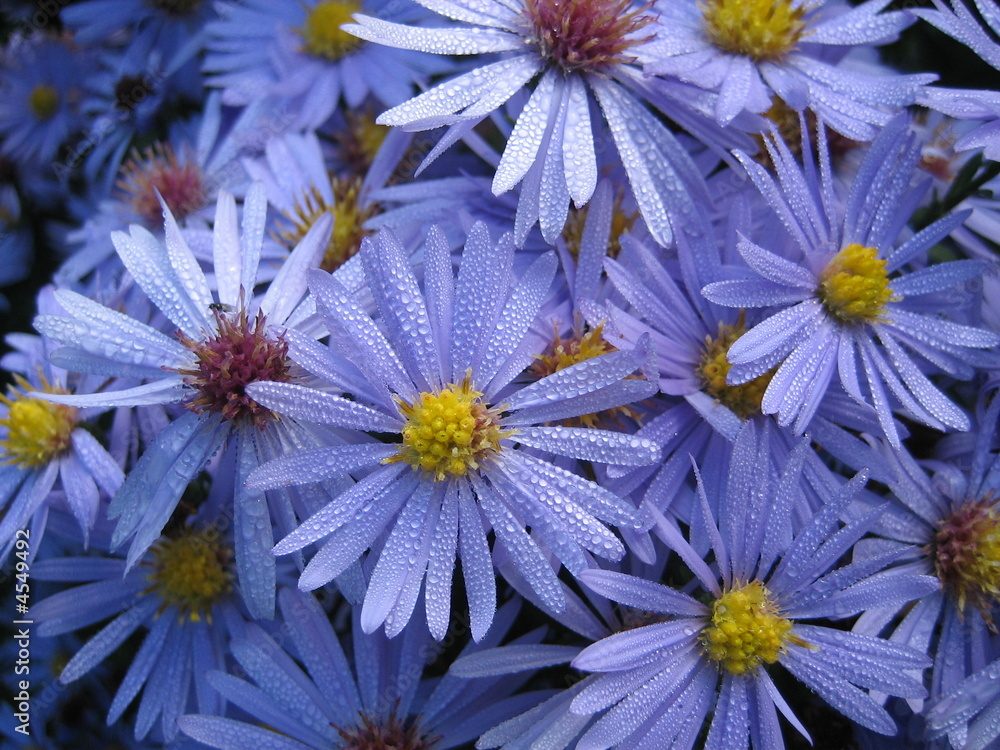 Blaue Margerite StockFoto Adobe Stock