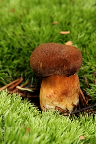 mushroom