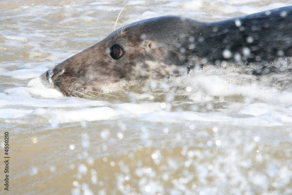 Fototapeta premium Grey seal
