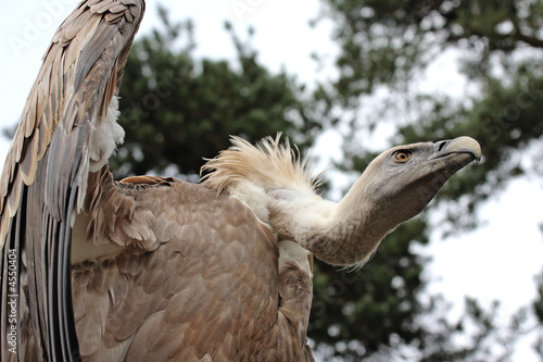 Fotografia vautour