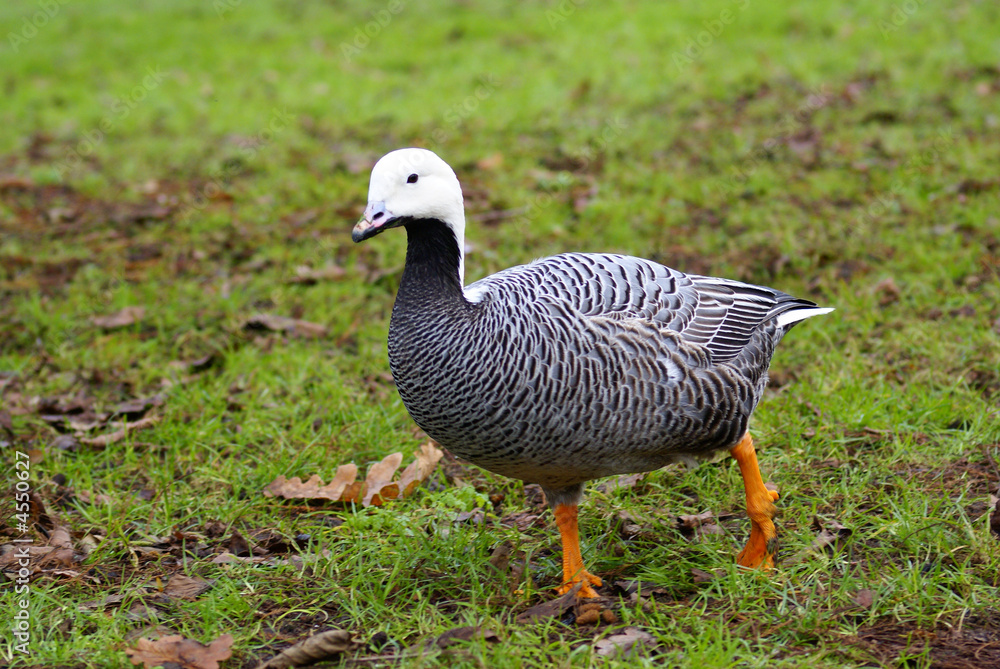 Emperor goose Emperor goose