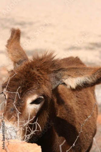 donkey