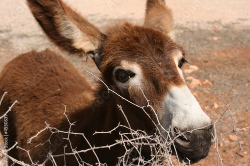 donkey