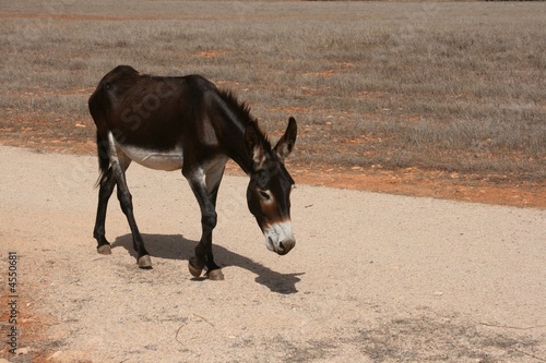 skinny donkey