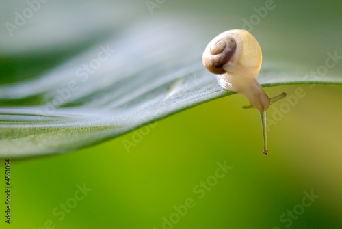 escargot