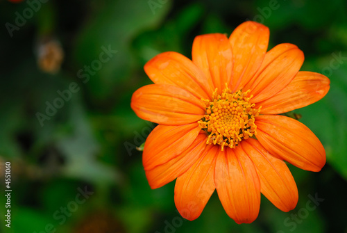 Fleur orange