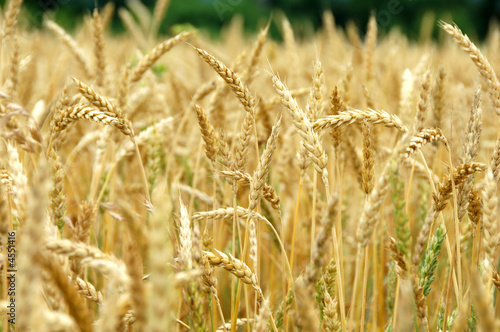 Wheat Field Turning Ripe