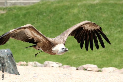 vautour en vol