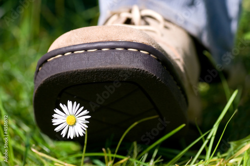 Treading on a daisy