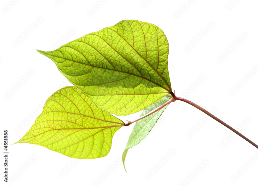 Obraz premium Leaves