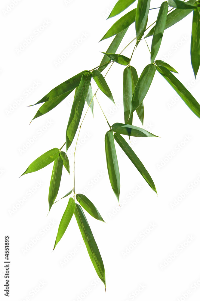 Obraz premium bamboo Leaves
