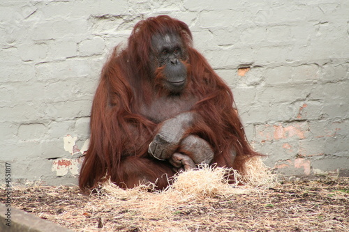 Orangutan