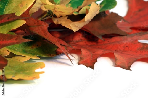 leaf