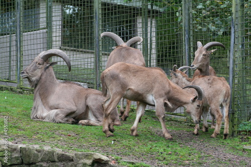 Barbary Sheep