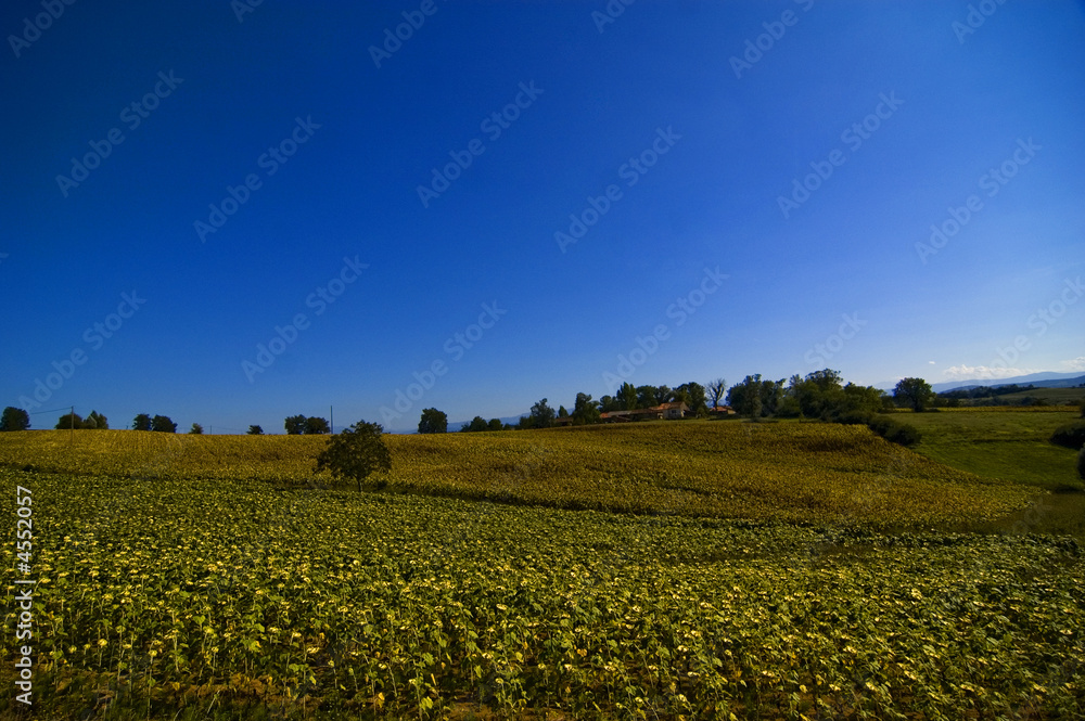 French landscape sunflowers blue sky