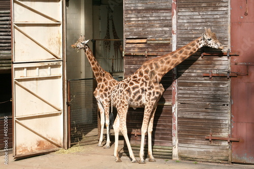 Giraffes