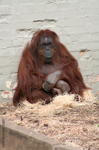 Orangutan