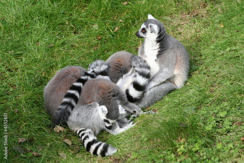 Ring Tailed Lemurs