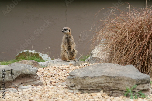 Meerkat