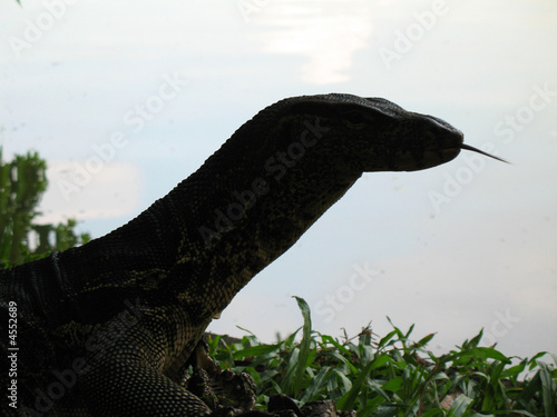 silhouette de varan de Komodo photo