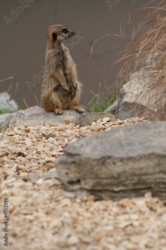 Meerkat