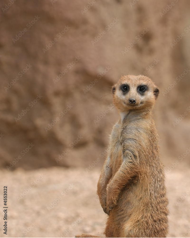 Fototapeta premium meerkat staring