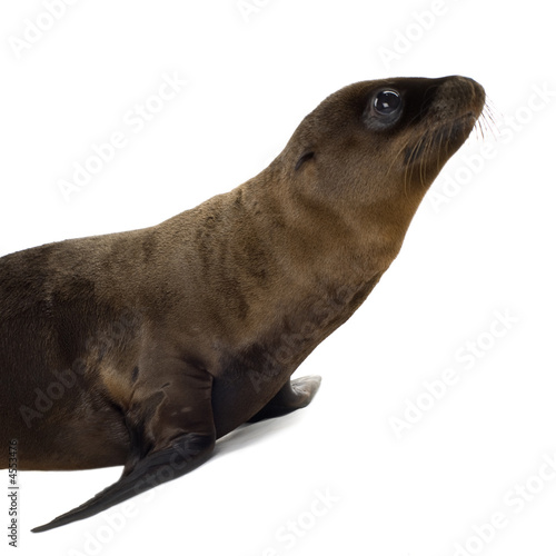 sea-lion pup (3 months)