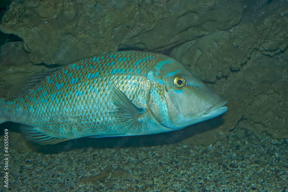 Fish Fish