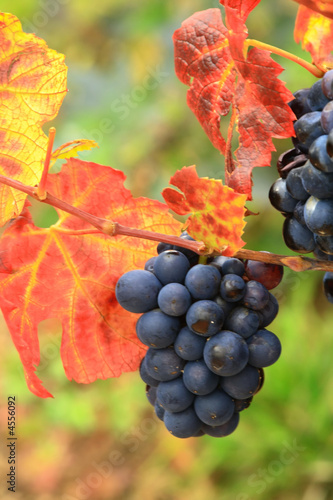 Grapes and bright red autumn grape leaves in the vineyard